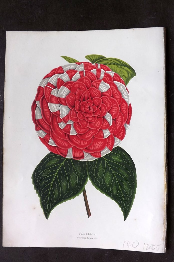 Hibberd 1866 Antique Botanical Print. Camellia Giardino Santarelli.: Color Printed Woodblock (Some with additional hand color) Published 1866, London for "Greenhouse Favourites?" by Shirley Hibberd. Paper Size: 9.5 x 7 inch (24 x 18cm) Good Condition