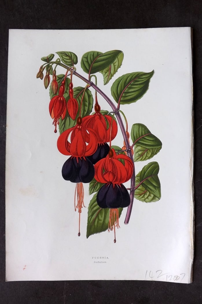Hibberd 1866 Antique Botanical Print. Fuchsia.: Color Printed Woodblock (Some with additional hand color) Published 1866, London for "Greenhouse Favourites?" by Shirley Hibberd. Paper Size: 9.5 x 7 inch (24 x 18cm) Good Condition