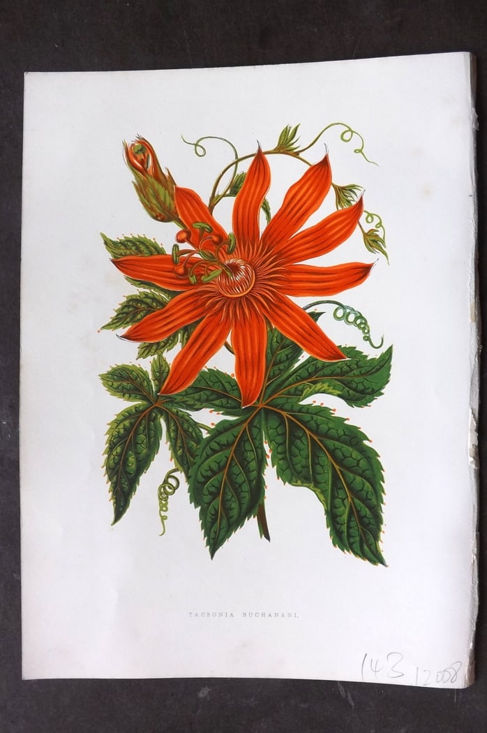 Hibberd 1866 Antique Botanical Print. Tasconia Buchanani - Passion Flower.: Color Printed Woodblock (Some with additional hand color) Published 1866, London for "Greenhouse Favourites?" by Shirley Hibberd. Paper Size: 9.5 x 7 inch (24 x 18cm) Good Condition