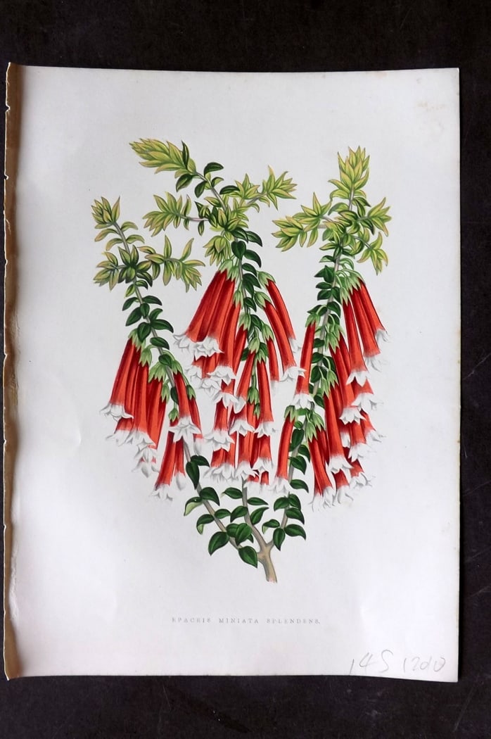 Hibberd 1866 Antique Botanical Print. Spacris Miniata Splendens.: Color Printed Woodblock (Some with additional hand color) Published 1866, London for "Greenhouse Favourites?" by Shirley Hibberd. Paper Size: 9.5 x 7 inch (24 x 18cm) Good Condition