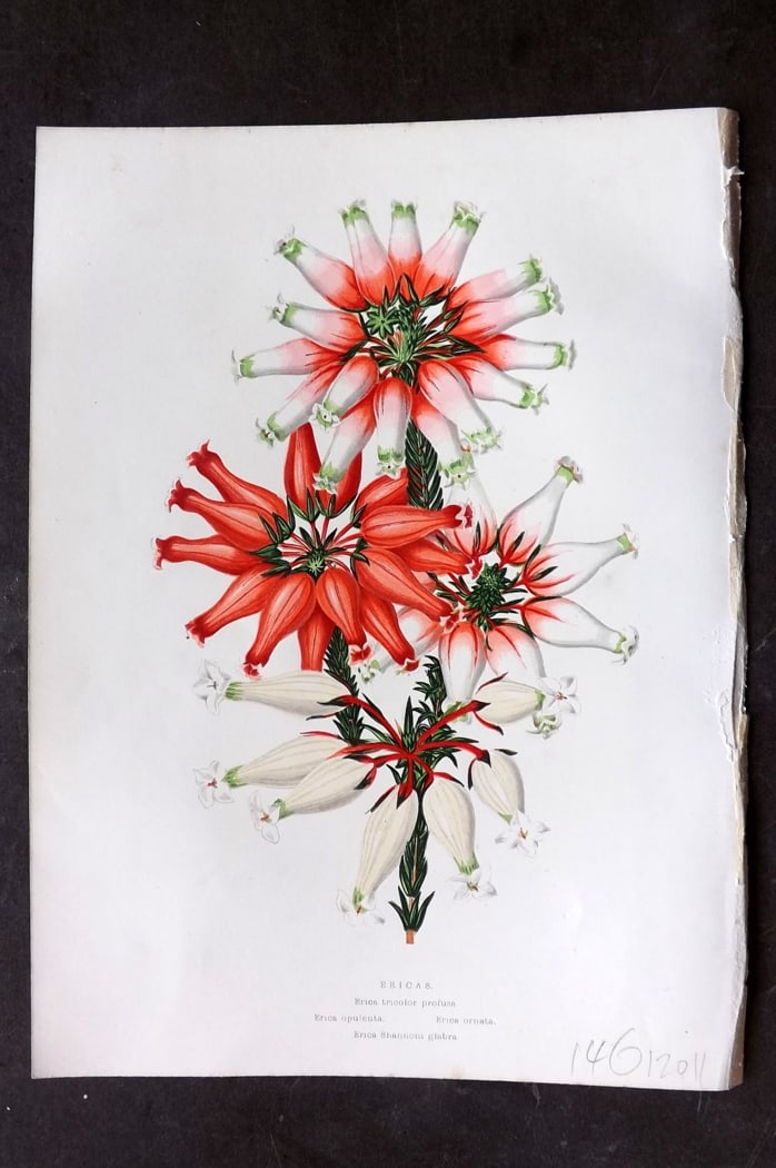 Hibberd 1866 Antique Botanical Print. Ericas.: Color Printed Woodblock (Some with additional hand color) Published 1866, London for "Greenhouse Favourites?" by Shirley Hibberd. Paper Size: 9.5 x 7 inch (24 x 18cm) Good Condition