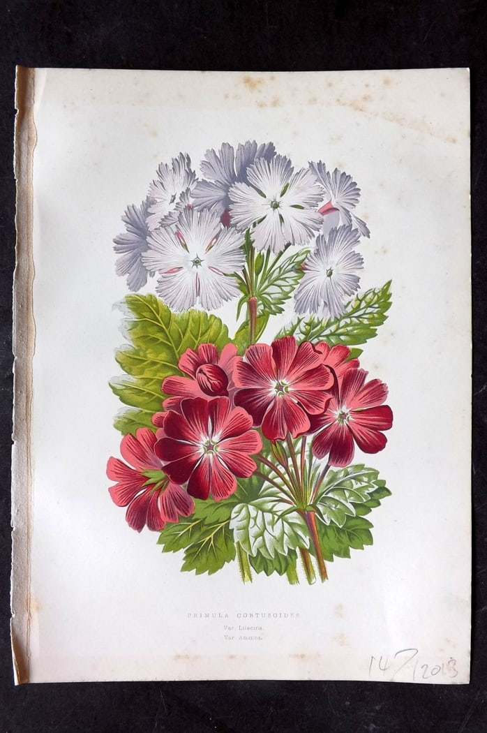 Hibberd 1866 Antique Botanical Print. Primula Cortusoides.: Color Printed Woodblock (Some with additional hand color) Published 1866, London for "Greenhouse Favourites?" by Shirley Hibberd. Paper Size: 9.5 x 7 inch (24 x 18cm) Some background toning, otherwise