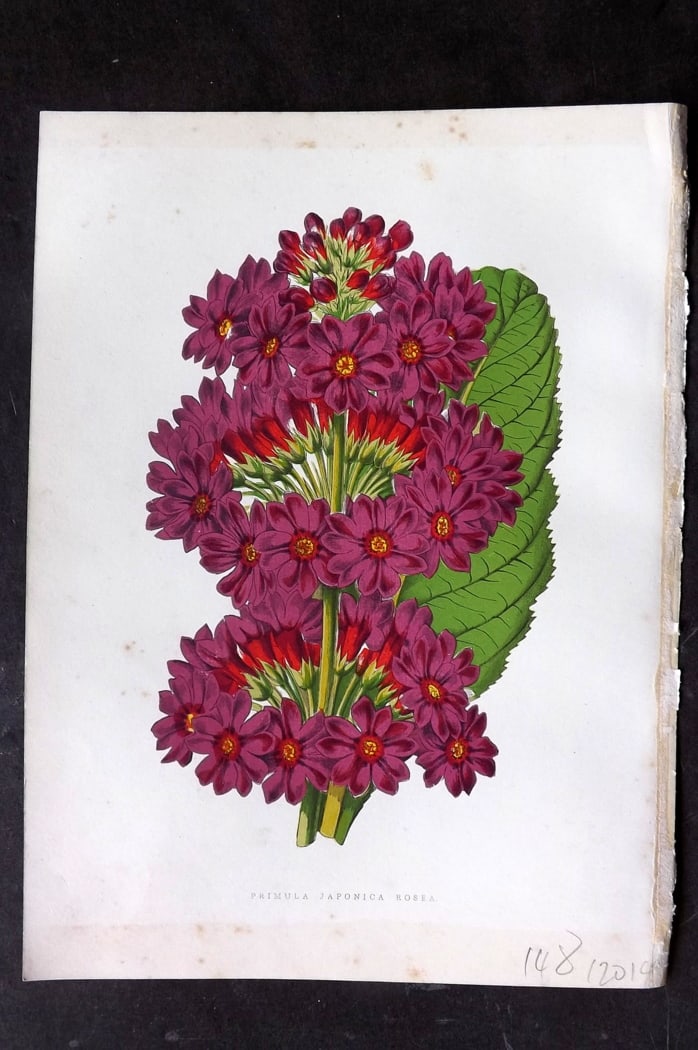 Hibberd 1866 Antique Botanical Print. Primula Japonica Rosea.: Color Printed Woodblock (Some with additional hand color) Published 1866, London for "Greenhouse Favourites?" by Shirley Hibberd. Paper Size: 9.5 x 7 inch (24 x 18cm) Minor background toning, otherwis
