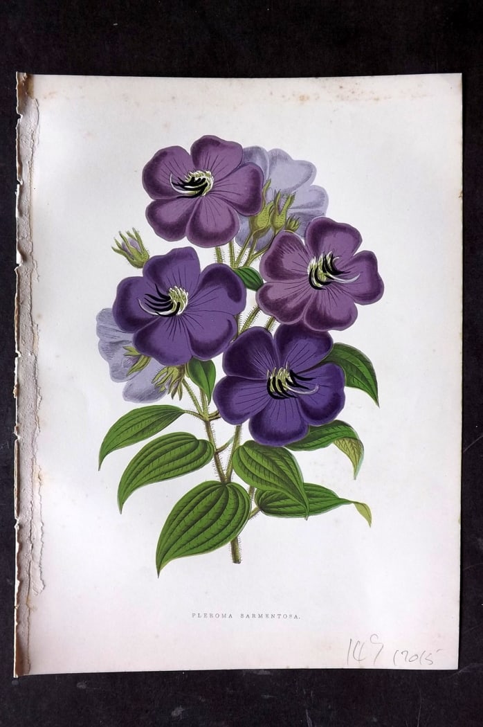 Hibberd 1866 Antique Botanical Print. Pleroma Sarmentosa.: Color Printed Woodblock (Some with additional hand color) Published 1866, London for "Greenhouse Favourites?" by Shirley Hibberd. Paper Size: 9.5 x 7 inch (24 x 18cm) Very minor margin toning, Good Co