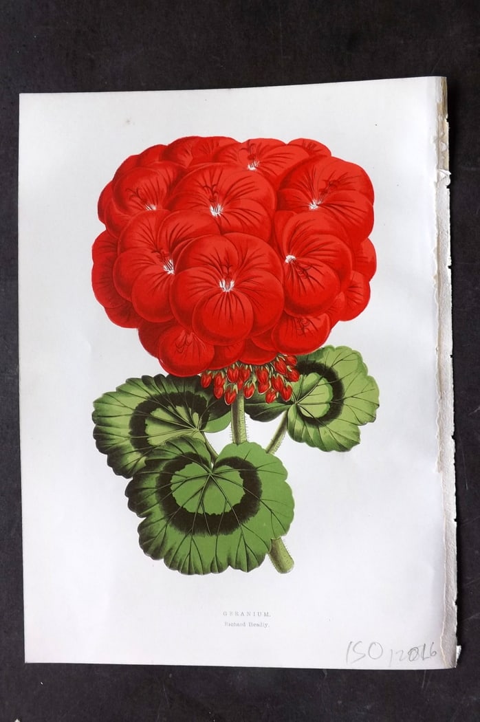 Hibberd 1866 Antique Botanical Print. Geranium.: Color Printed Woodblock (Some with additional hand color) Published 1866, London for "Greenhouse Favourites?" by Shirley Hibberd. Paper Size: 9.5 x 7 inch (24 x 18cm) Good Condition