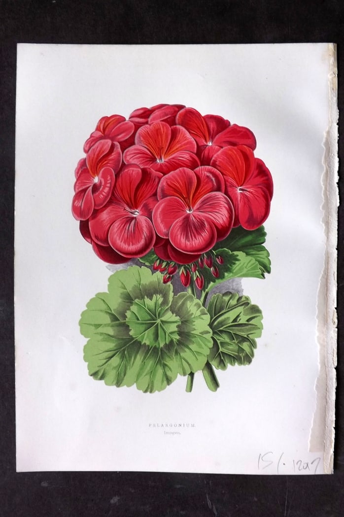 Hibberd 1866 Antique Botanical Print. Pelargonium.: Color Printed Woodblock (Some with additional hand color) Published 1866, London for "Greenhouse Favourites?" by Shirley Hibberd. Paper Size: 9.5 x 7 inch (24 x 18cm) Good Condition