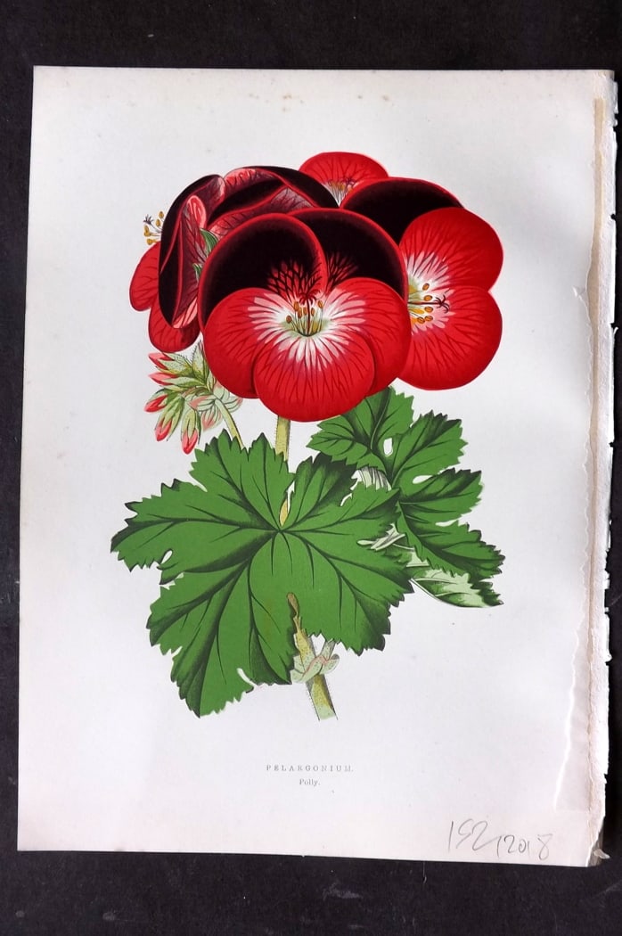 Hibberd 1866 Antique Botanical Print. Pelargonium Polly.: Color Printed Woodblock (Some with additional hand color) Published 1866, London for "Greenhouse Favourites?" by Shirley Hibberd. Paper Size: 9.5 x 7 inch (24 x 18cm) Very minor margin toning. Good Co