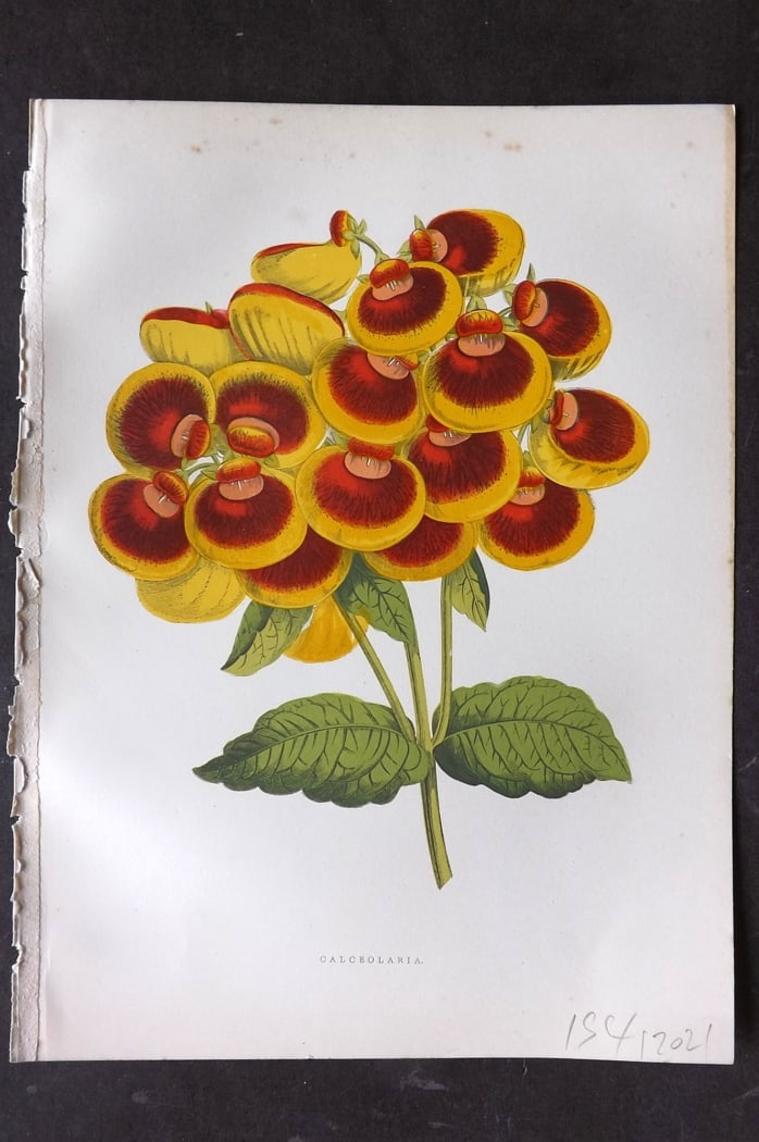 Hibberd 1866 Antique Botanical Print. Calceolaria.: Color Printed Woodblock (Some with additional hand color) Published 1866, London for "Greenhouse Favourites?" by Shirley Hibberd. Paper Size: 9.5 x 7 inch (24 x 18cm) Very minor margin toning. Good Co