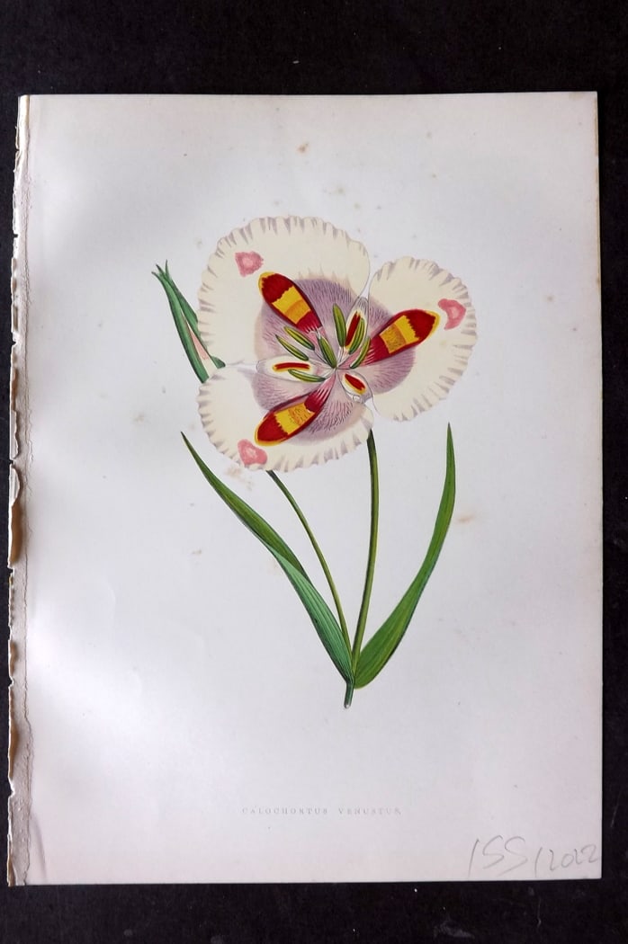 Hibberd 1866 Antique Botanical Print. Calochortus Venustus. California Lily.: Color Printed Woodblock (Some with additional hand color) Published 1866, London for "Greenhouse Favourites?" by Shirley Hibberd. Paper Size: 9.5 x 7 inch (24 x 18cm) Very minor background toning. Goo