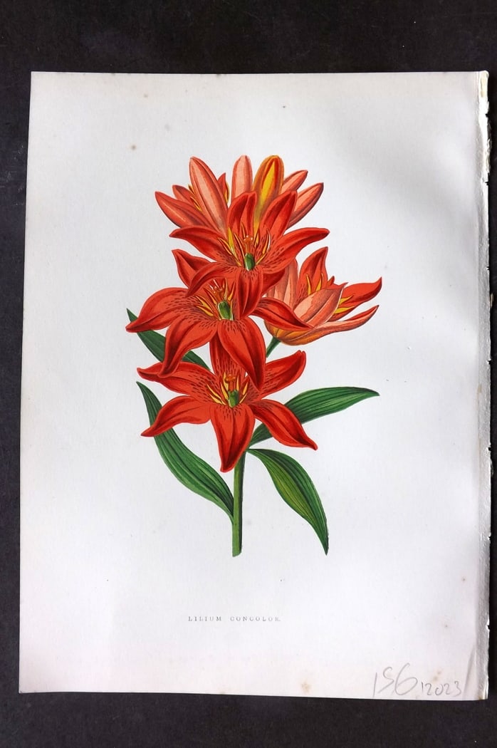 Hibberd 1866 Antique Botanical Print. Lilium Concolor. Lily. (1 of 1)