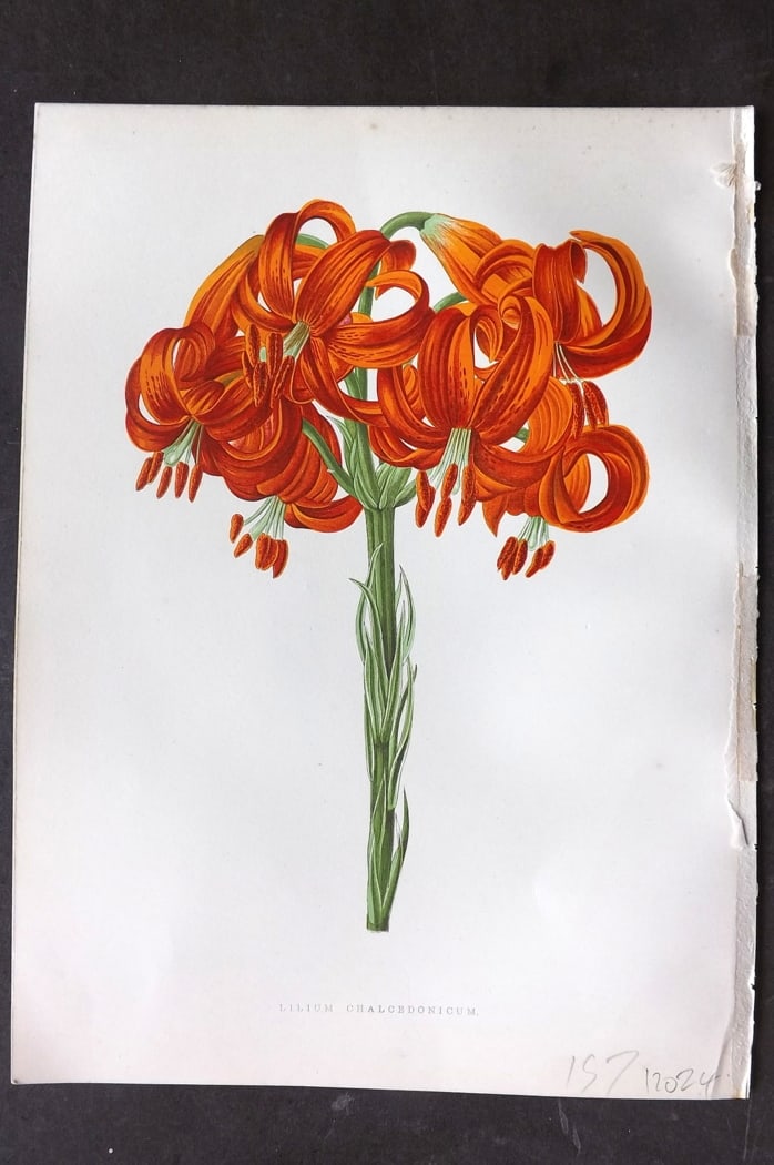Hibberd 1866 Antique Botanical Print. Lilium Chalcedonicum. Lily. (1 of 1)