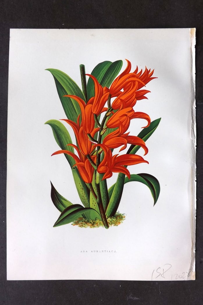 Hibberd 1866 Antique Botanical Print. Ada Aurantiaca.: Color Printed Woodblock (Some with additional hand color) Published 1866, London for "Greenhouse Favourites?" by Shirley Hibberd. Paper Size: 9.5 x 7 inch (24 x 18cm) Good Condition