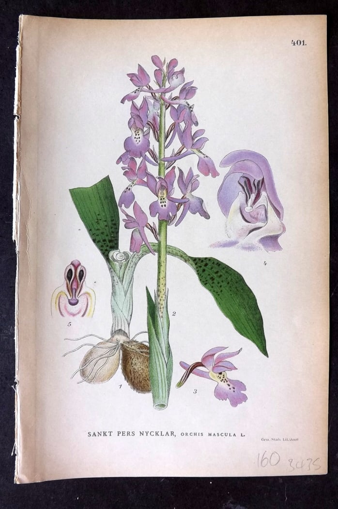 Lindman, Carl 1905 Botanical Print. Early Purple Orchid 401 (1 of 1)