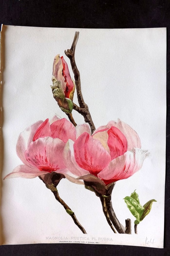 Moon, H. G. 1903 Folio Botanical Print. Magnolia Rustica (1 of 1)