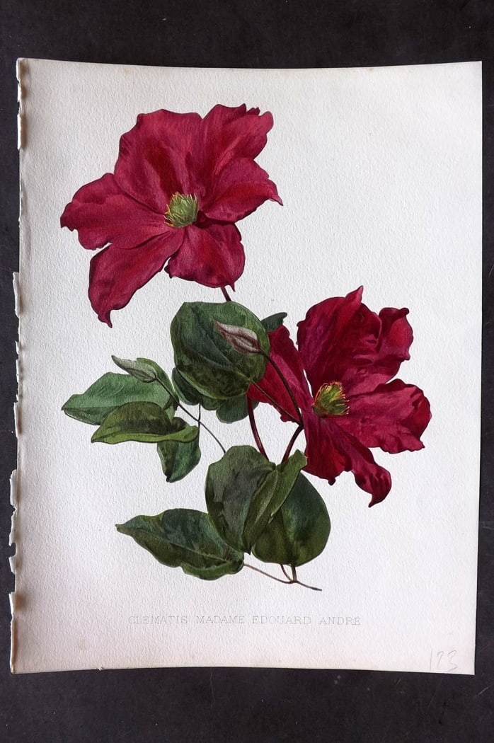 Moon, H. G. 1903 Folio Botanical Print. Clematis Madame Edouard Andre: Chromolithograph Published 1903-05, London for "Flora and Sylva" Illustrated by H. G. Moon. Paper Size: 12 x 9 inch (30 x 23cm) Good Condition