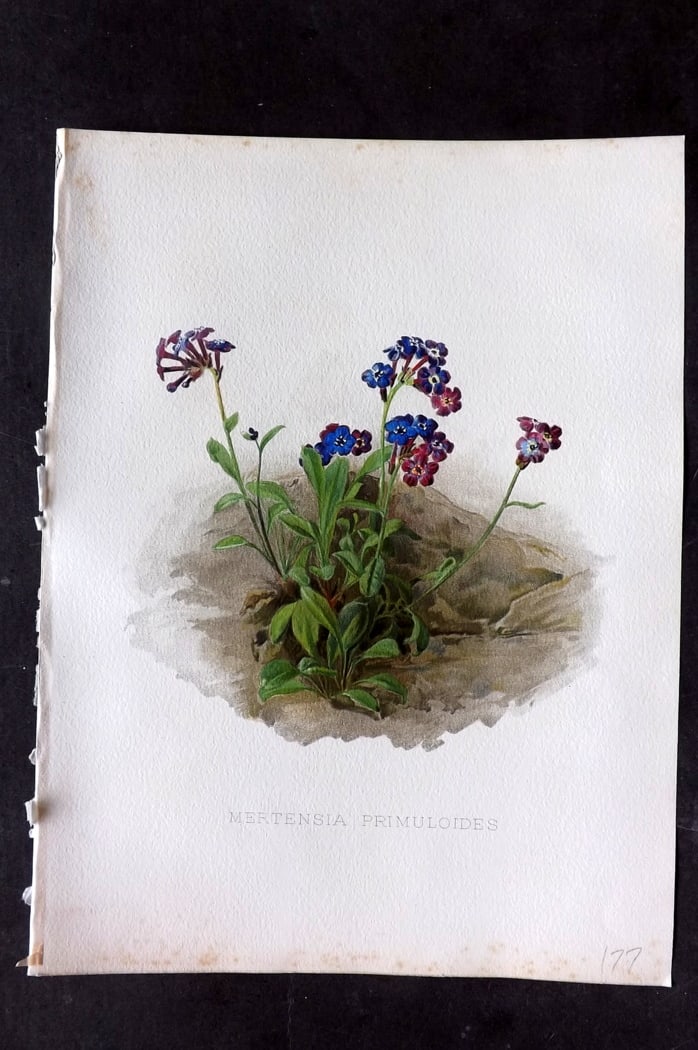 Moon, H. G. 1903 Folio Botanical Print. Mertensia Primuloides: Chromolithograph Published 1903-05, London for "Flora and Sylva" Illustrated by H. G. Moon. Paper Size: 12 x 9 inch (30 x 23cm) Very minor margin toning. Good Condition