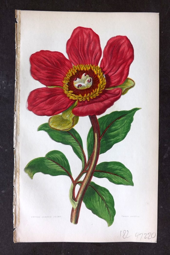 Pratt, Anne 1855 Botanical Print Peony. First Edition: Colour Printed Woodblocks Published 1855, London for "The Flowering Plants and Ferns of Great Britain" First Edition by Anne Pratt. Paper Size: 8.5 x 5.5 inch (22 x 14cm) Good Condition