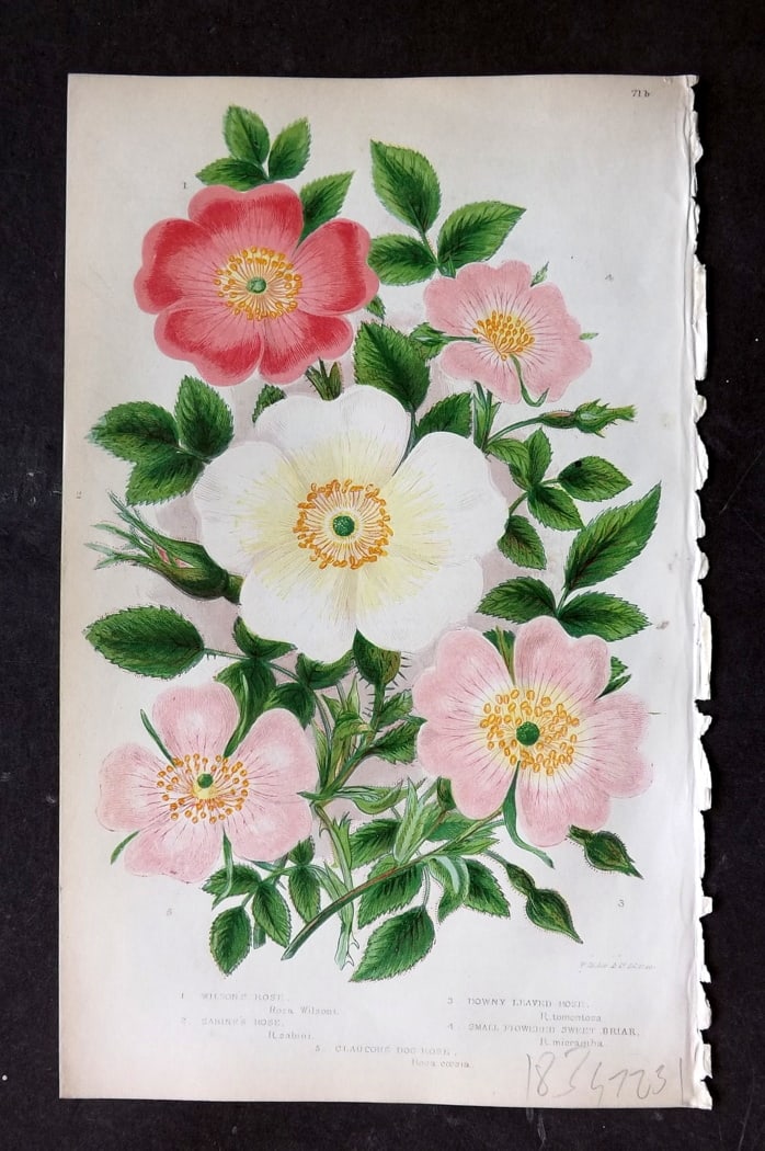 Pratt, Anne 1855 Botanical Print Roses. First Edition: Colour Printed Woodblocks Published 1855, London for "The Flowering Plants and Ferns of Great Britain" First Edition by Anne Pratt. Paper Size: 8.5 x 5.5 inch (22 x 14cm) Good Condition