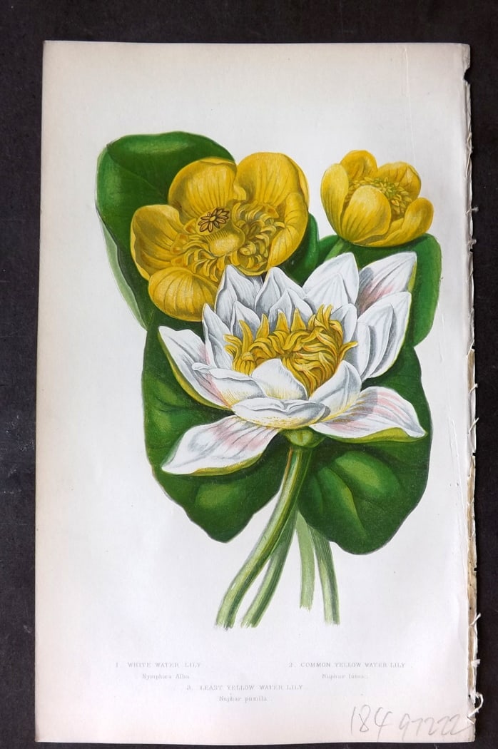 Pratt, Anne 1855 Botanical Print Water Lily. First Edition (1 of 1)