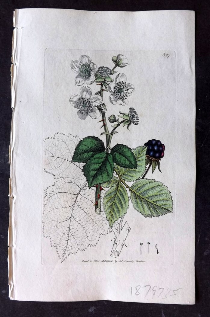 Sowerby, James 1790's Hand Col Botanical Print. Hazel Leaved Bramble 827: Hand Colored Copper Plate Published London, 1790-1814 for "English Botany; or, Coloured Figures of British Plants..." First Edition by James Sowerby. With accompanying descriptive text. Paper Size: 9 