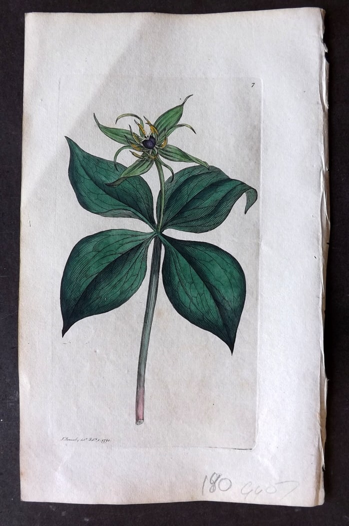 Sowerby, James 1790's Hand Col Botanical Print. Herb Paris 07 (1 of 1)