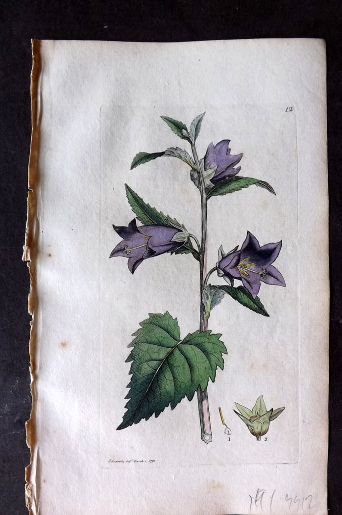 Sowerby, James 1790's Hand Col Botanical Print. Nettle Leaved Bell Flower 12: Hand Colored Copper Plate Published London, 1790-1814 for "English Botany; or, Coloured Figures of British Plants..." First Edition by James Sowerby. With accompanying descriptive text. Paper Size: 9 
