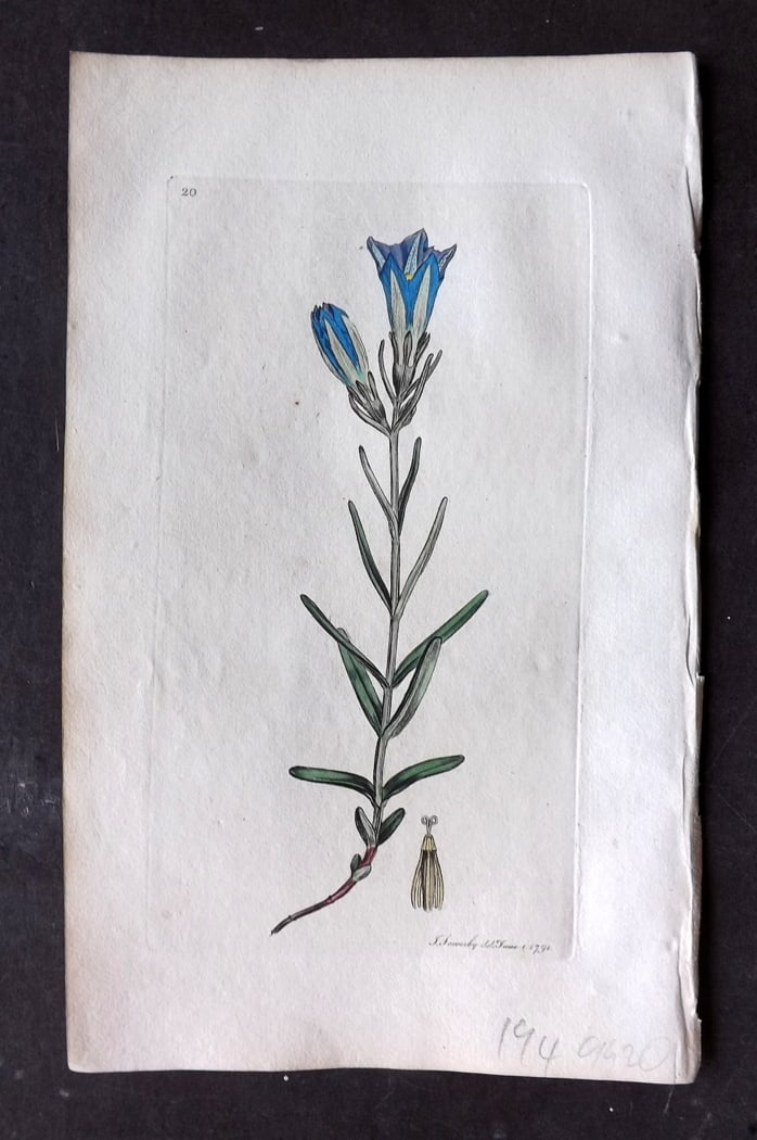 Sowerby, James 1790's Hand Col Botanical Print. Marsh Gentian 20: Hand Colored Copper Plate Published London, 1790-1814 for "English Botany; or, Coloured Figures of British Plants..." First Edition by James Sowerby. With accompanying descriptive text. Paper Size: 9 
