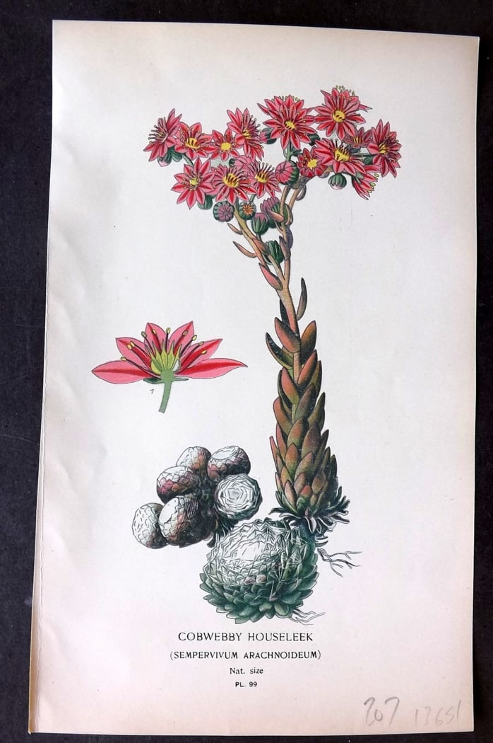 Step, Edward 1897 Botanical Print. Cobwebby Houseleek 99: Chromolithographs Published 1896-97 by Frederick Warne & Co., London for "Favourite Flowers of Garden and Greenhouse" by Edward Step and William Watson. Paper Size: 9.5 x 6 inch (24 x 15cm) Good Condi