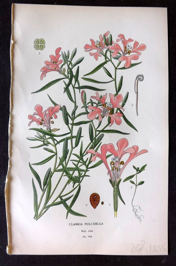 Step, Edward 1897 Botanical Print. Clarkia Pulchella 103: Chromolithographs Published 1896-97 by Frederick Warne & Co., London for "Favourite Flowers of Garden and Greenhouse" by Edward Step and William Watson. Paper Size: 9.5 x 6 inch (24 x 15cm) Good Condi