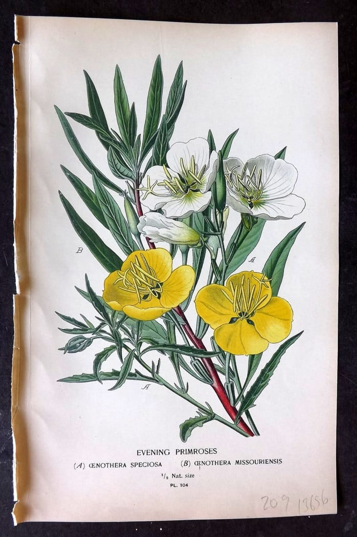 Step, Edward 1897 Botanical Print. Evening Primroses 104: Chromolithographs Published 1896-97 by Frederick Warne & Co., London for "Favourite Flowers of Garden and Greenhouse" by Edward Step and William Watson. Paper Size: 9.5 x 6 inch (24 x 15cm) Good Condi