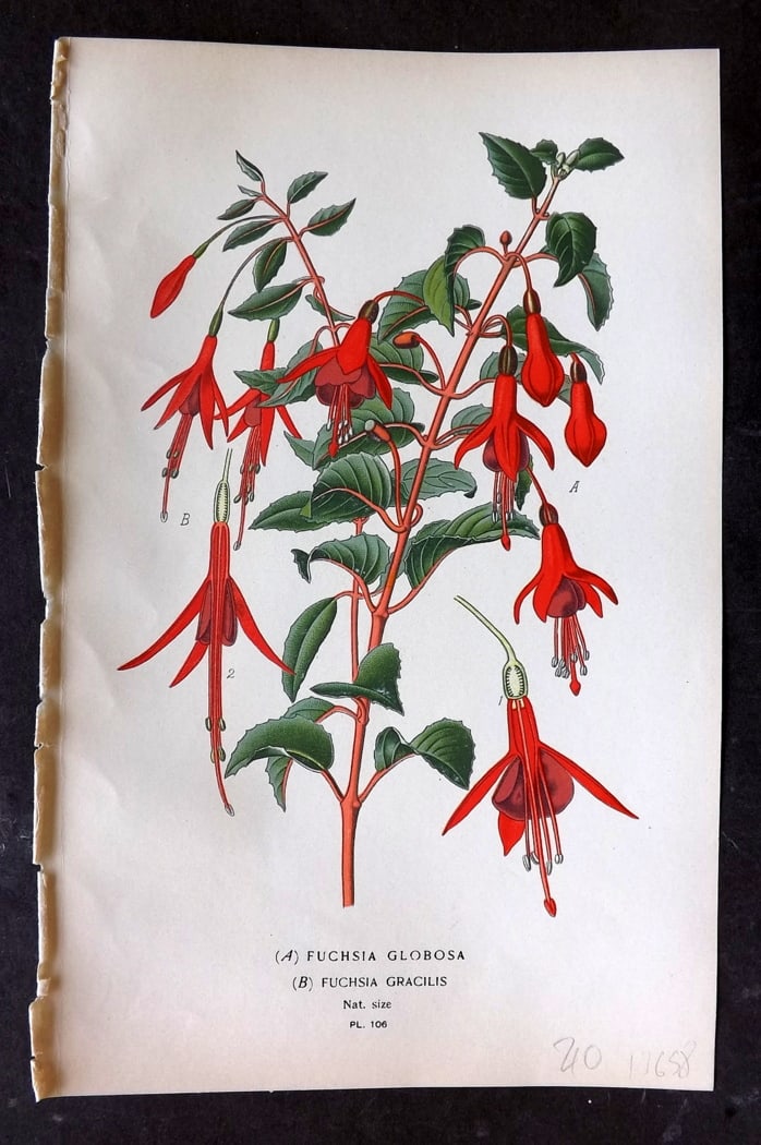Step, Edward 1897 Botanical Print. Fuchsia Globosa & Gracilis 106: Chromolithographs Published 1896-97 by Frederick Warne & Co., London for "Favourite Flowers of Garden and Greenhouse" by Edward Step and William Watson. Paper Size: 9.5 x 6 inch (24 x 15cm) Good Condi