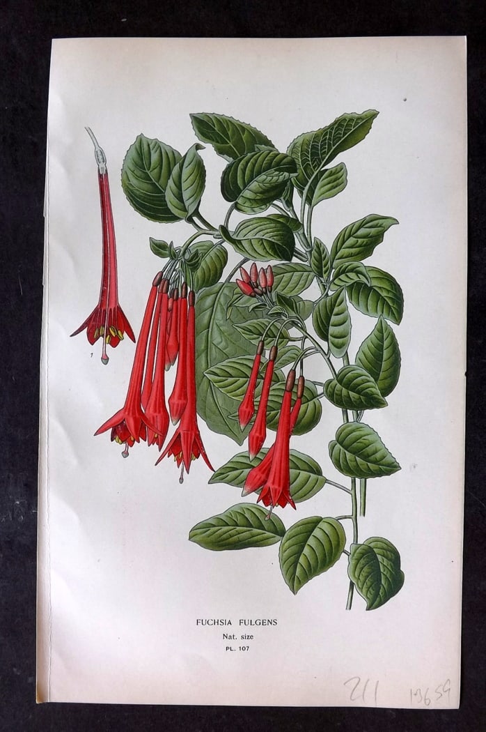 Step, Edward 1897 Botanical Print. Fuchsia Fulgens 107: Chromolithographs Published 1896-97 by Frederick Warne & Co., London for "Favourite Flowers of Garden and Greenhouse" by Edward Step and William Watson. Paper Size: 9.5 x 6 inch (24 x 15cm) Good Condi