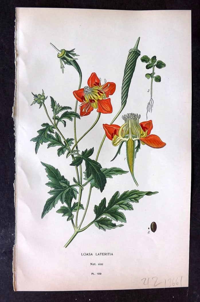 Step, Edward 1897 Botanical Print. Loasa Lateritia 109: Chromolithographs Published 1896-97 by Frederick Warne & Co., London for "Favourite Flowers of Garden and Greenhouse" by Edward Step and William Watson. Paper Size: 9.5 x 6 inch (24 x 15cm) Good Condi
