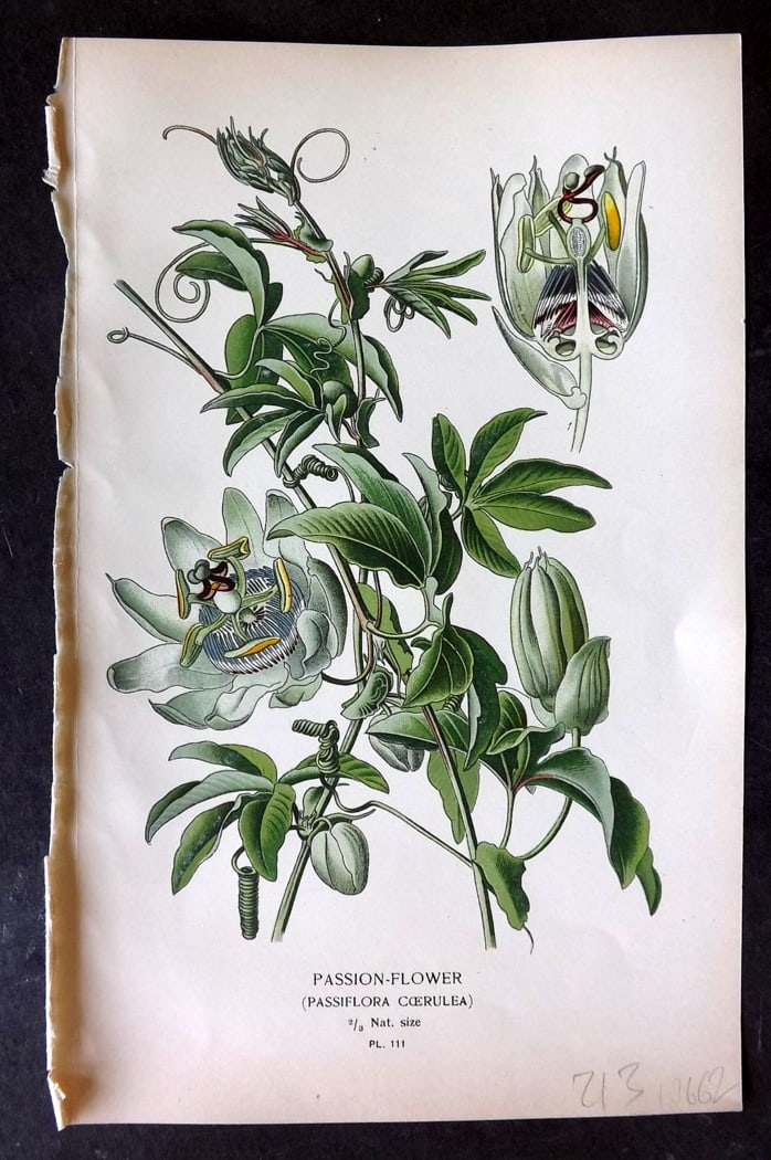 Step, Edward 1897 Botanical Print. Passion Flower 111: Chromolithographs Published 1896-97 by Frederick Warne & Co., London for "Favourite Flowers of Garden and Greenhouse" by Edward Step and William Watson. Paper Size: 9.5 x 6 inch (24 x 15cm) Good Condi