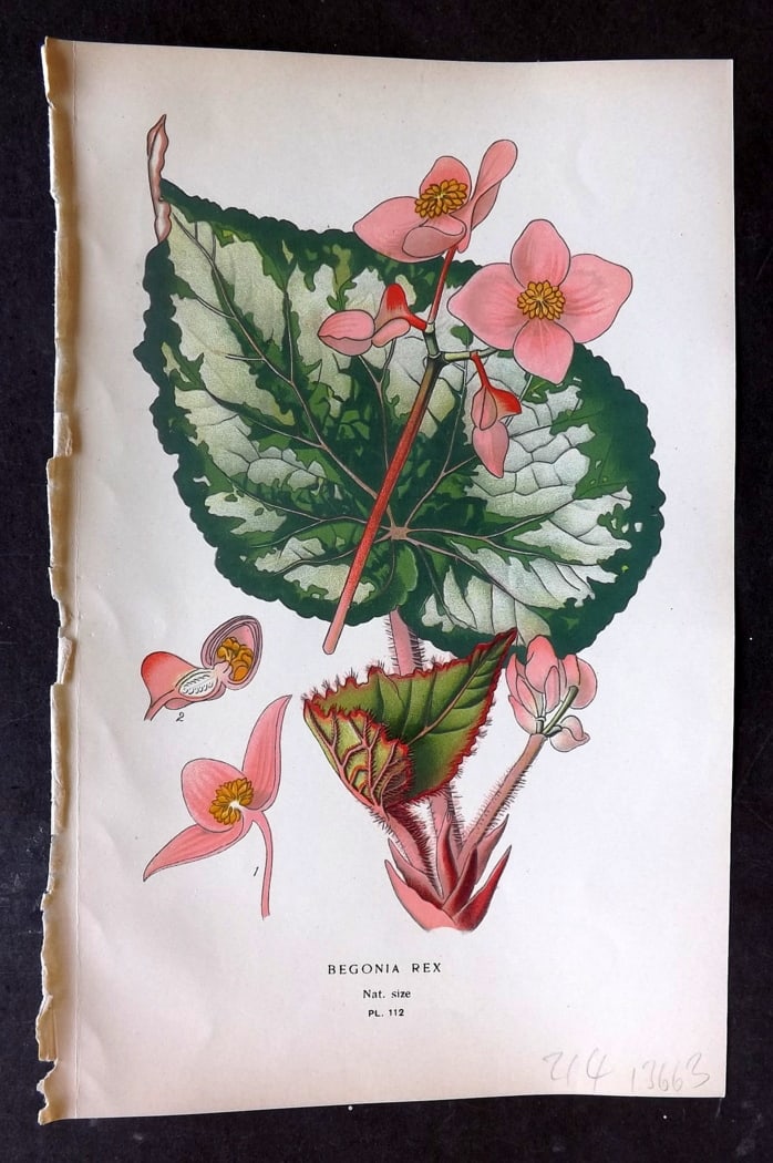 Step, Edward 1897 Botanical Print. Begonia Rex 112: Chromolithographs Published 1896-97 by Frederick Warne & Co., London for "Favourite Flowers of Garden and Greenhouse" by Edward Step and William Watson. Paper Size: 9.5 x 6 inch (24 x 15cm) Good Condi