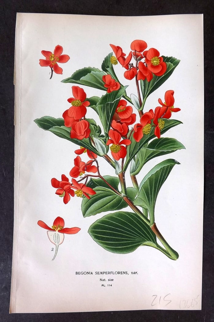 Step, Edward 1897 Botanical Print. Begonia Semperflorens 114: Chromolithographs Published 1896-97 by Frederick Warne & Co., London for "Favourite Flowers of Garden and Greenhouse" by Edward Step and William Watson. Paper Size: 9.5 x 6 inch (24 x 15cm) Good Condi