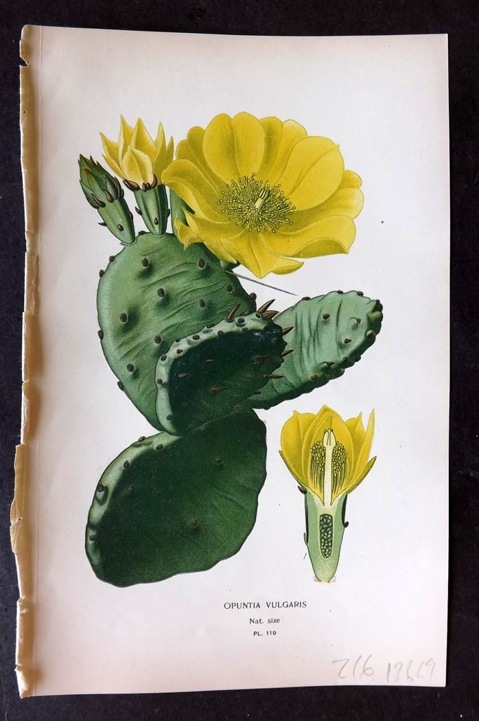 Step, Edward 1897 Botanical Print. Opuntia Vulgaris 119: Chromolithographs Published 1896-97 by Frederick Warne & Co., London for "Favourite Flowers of Garden and Greenhouse" by Edward Step and William Watson. Paper Size: 9.5 x 6 inch (24 x 15cm) Good Condi