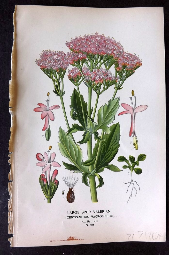 Step, Edward 1897 Botanical Print. Large Spur Valerian 124: Chromolithographs Published 1896-97 by Frederick Warne & Co., London for "Favourite Flowers of Garden and Greenhouse" by Edward Step and William Watson. Paper Size: 9.5 x 6 inch (24 x 15cm) Good Condi