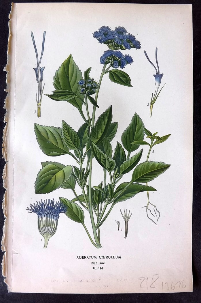 Step, Edward 1897 Botanical Print. Ageratum Coeruleum 126: Chromolithographs Published 1896-97 by Frederick Warne & Co., London for "Favourite Flowers of Garden and Greenhouse" by Edward Step and William Watson. Paper Size: 9.5 x 6 inch (24 x 15cm) Good Condi