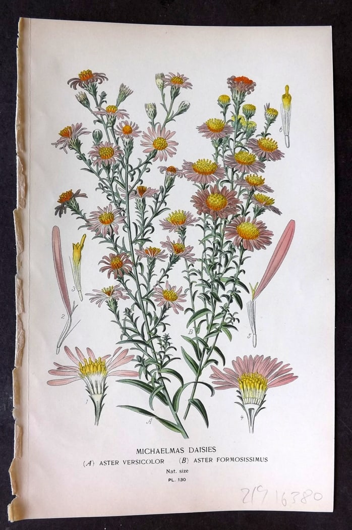 Step, Edward 1897 Botanical Print. Michaelmas Daisies 130: Chromolithographs Published 1896-97 by Frederick Warne & Co., London for "Favourite Flowers of Garden and Greenhouse" by Edward Step and William Watson. Paper Size: 9.5 x 6 inch (24 x 15cm) Good Condi