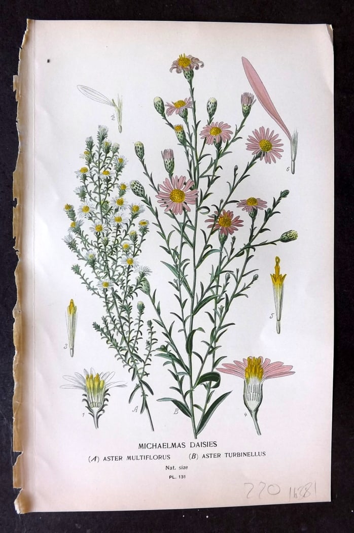 Step, Edward 1897 Botanical Print. Michaelmas Daisies 131: Chromolithographs Published 1896-97 by Frederick Warne & Co., London for "Favourite Flowers of Garden and Greenhouse" by Edward Step and William Watson. Paper Size: 9.5 x 6 inch (24 x 15cm) Good Condi