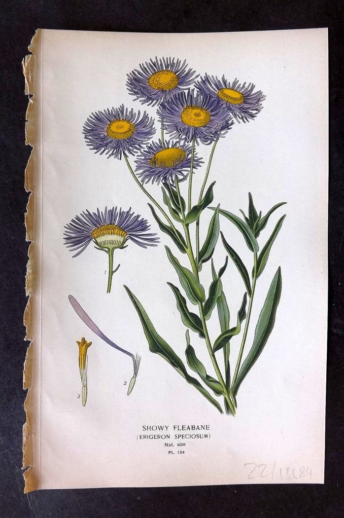 Step, Edward 1897 Botanical Print. Showy Fleabane 134: Chromolithographs Published 1896-97 by Frederick Warne & Co., London for "Favourite Flowers of Garden and Greenhouse" by Edward Step and William Watson. Paper Size: 9.5 x 6 inch (24 x 15cm) Good Condi