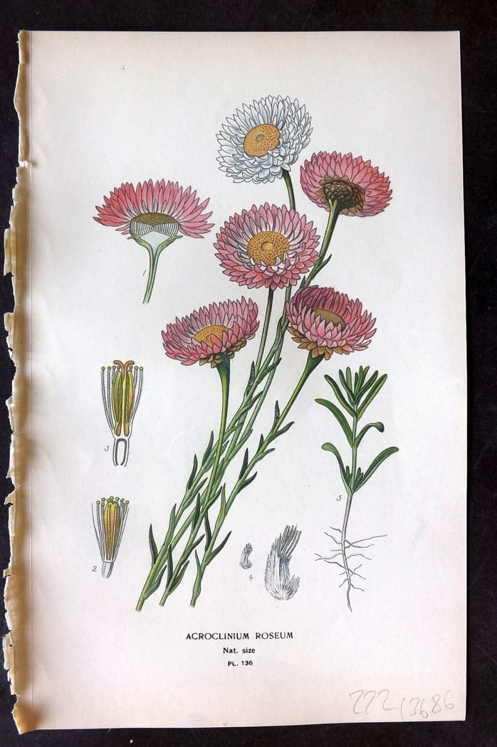 Step, Edward 1897 Botanical Print. Acroclinium Roseum 136: Chromolithographs Published 1896-97 by Frederick Warne & Co., London for "Favourite Flowers of Garden and Greenhouse" by Edward Step and William Watson. Paper Size: 9.5 x 6 inch (24 x 15cm) Good Condi