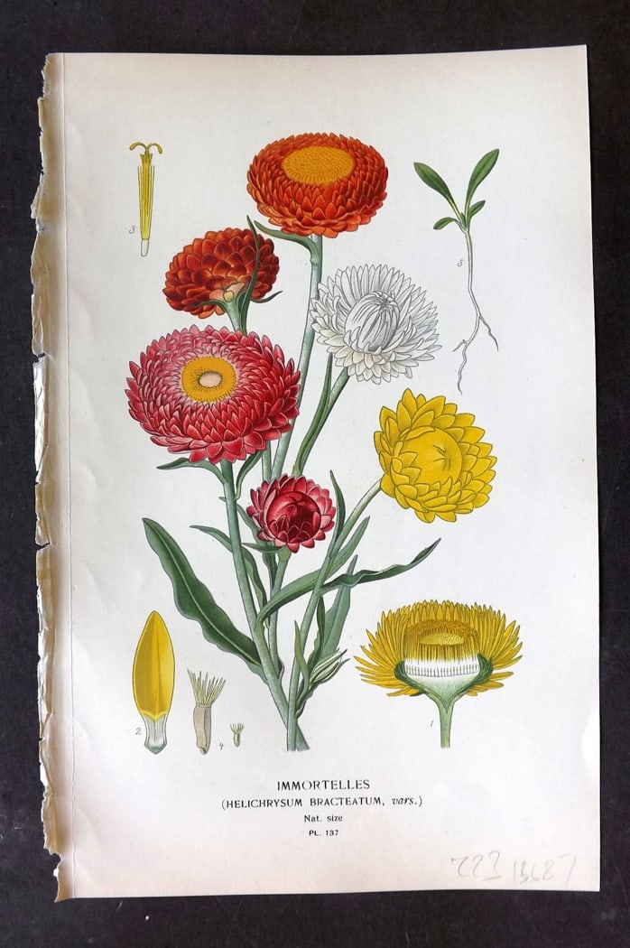 Step, Edward 1897 Botanical Print. Immortelles 137: Chromolithographs Published 1896-97 by Frederick Warne & Co., London for "Favourite Flowers of Garden and Greenhouse" by Edward Step and William Watson. Paper Size: 9.5 x 6 inch (24 x 15cm) Good Condi