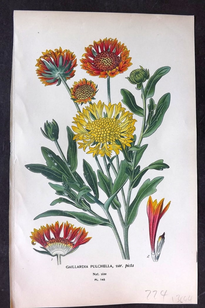 Step, Edward 1897 Botanical Print. Aillardia Pulchella 145: Chromolithographs Published 1896-97 by Frederick Warne & Co., London for "Favourite Flowers of Garden and Greenhouse" by Edward Step and William Watson. Paper Size: 9.5 x 6 inch (24 x 15cm) Good Condi