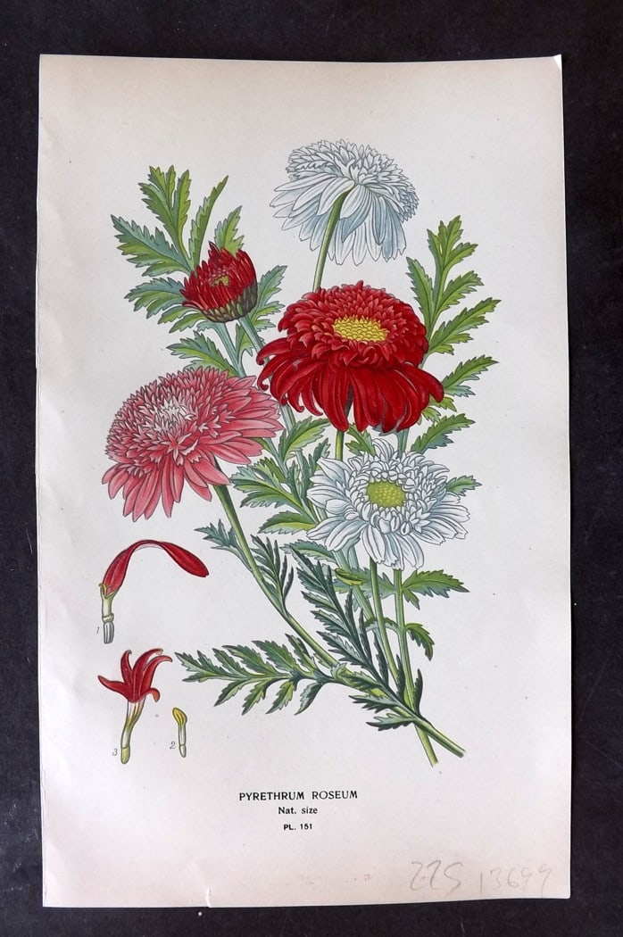 Step, Edward 1897 Botanical Print. Pyrethrum Roseum 151: Chromolithographs Published 1896-97 by Frederick Warne & Co., London for "Favourite Flowers of Garden and Greenhouse" by Edward Step and William Watson. Paper Size: 9.5 x 6 inch (24 x 15cm) Good Condi