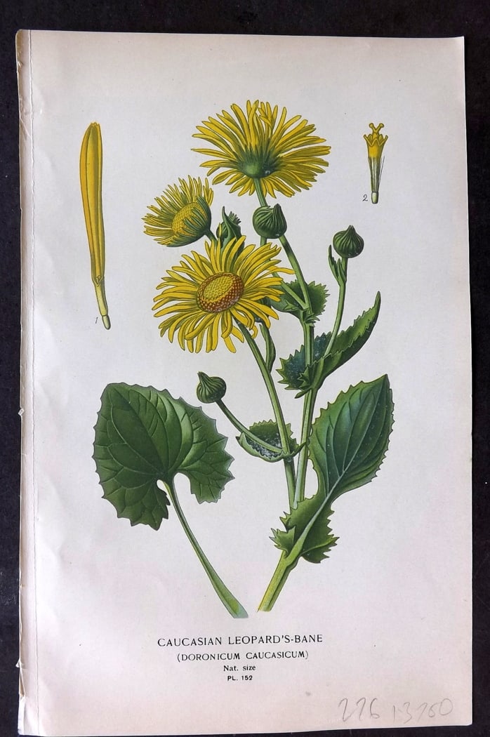 Step, Edward 1897 Botanical Print. Caucasian Leopard's Bane 152: Chromolithographs Published 1896-97 by Frederick Warne & Co., London for "Favourite Flowers of Garden and Greenhouse" by Edward Step and William Watson. Paper Size: 9.5 x 6 inch (24 x 15cm) Good Condi