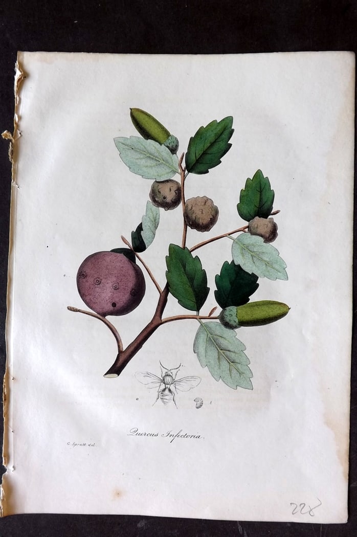 Woodville, William 1832 Hand Col Botanical Print. Staining Oak (1 of 1)