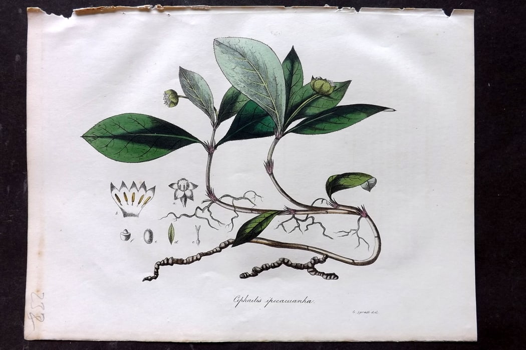 Woodville, William 1832 Hand Col Botanical Print. Cephalis Ipecacuanha Ipecacuan: Hand Colored Etching Published 1832, London for "Medical Botany" Third Edition by William Woodville. Paper Size: 10 x 7.5 inch (25 x 19cm) Good Condition