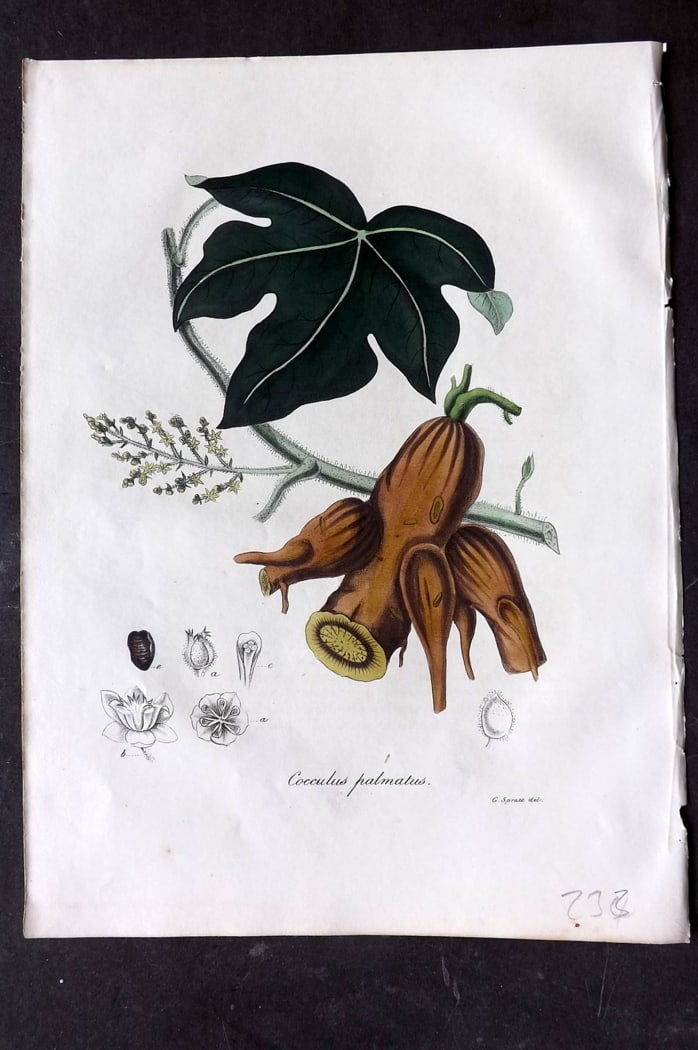 Woodville, William 1832 Hand Col Botanical Print. Palmated Cocculus or Calumba Plant: Hand Colored Etching Published 1832, London for "Medical Botany" Third Edition by William Woodville. Paper Size: 10 x 7.5 inch (25 x 19cm) Good Condition